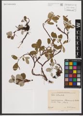 Foto von Salix reticulata L.